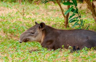 TapirValleyNatureReservehttp://www.tapirvalley.com/