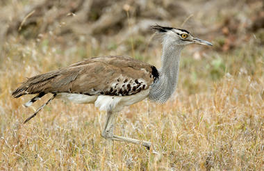 Olakira Camp - Bird