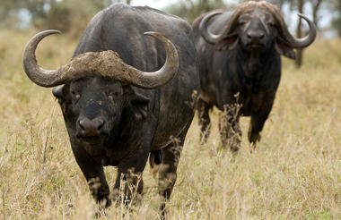 Olakira Camp - Buffalo
