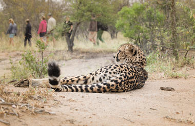 Cheetah