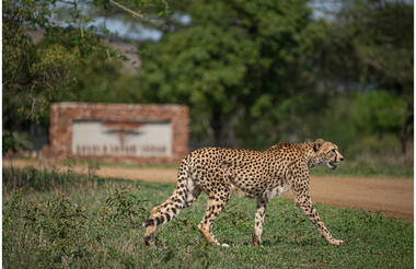 A cheetah on the prowl.