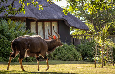 Rhino River Lodge