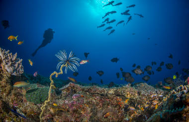Diving