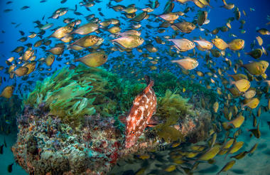 Underwater Utopia