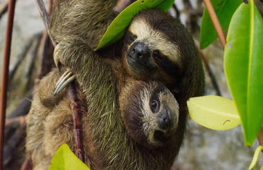 Sloths