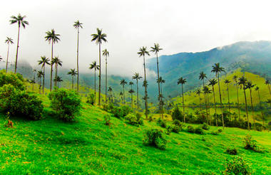 Wax palms