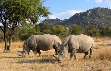 Rhino Tracking