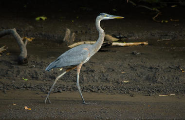Palo Verde - Bebedero Boat Safari