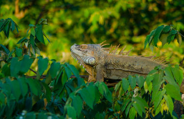Palo Verde - Bebedero Boat Safari