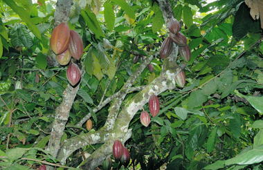 Cocoa trees