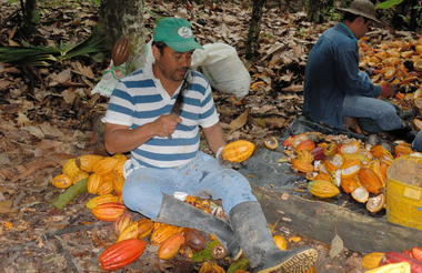 Splitting cocoa fruit to extract the beans.