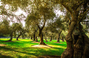 El Olivar Park in San Isidro