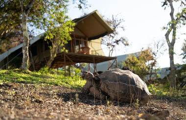 Giant Tortoise roam Galapagos Safari Camp