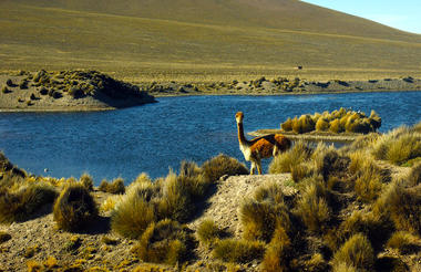 Vicuña