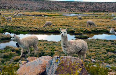 Alpacas