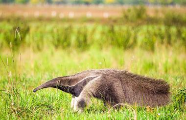 Giant anteater