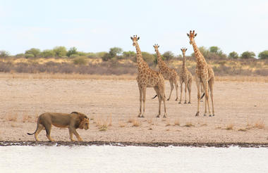 Lion and Giraffe