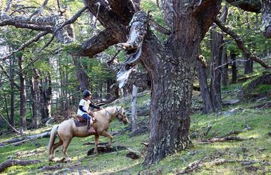 Bosque de Lenga