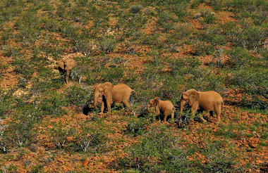 Elephant Tracking