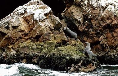 Foques, Focas, Seals ( Islas Ballesta, Perú )