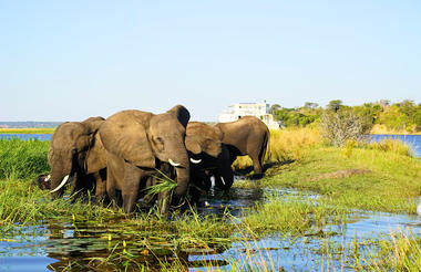 Chobe Princess with Elephants