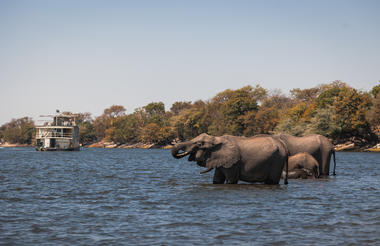 Chobe Princess with Elephants