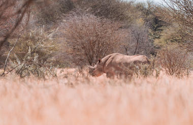 Rhino Tracking: An Unforgettable Experience