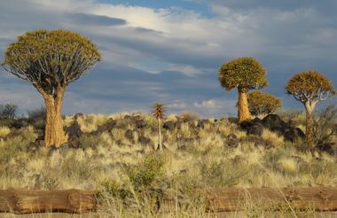 Quiver Tree