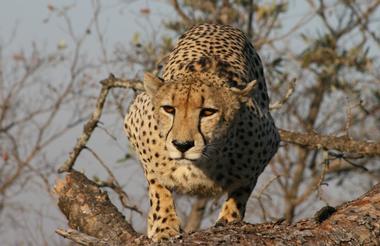Cheetah