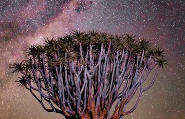 Quiver Tree 