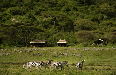 Migration herds graze in front of Esirai Mobile Migration Camp