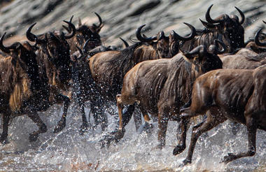 Wildebeest Migration - Esirai Camp (North)