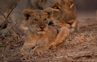 Lion Cub and Mother 