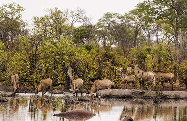 Wildlife