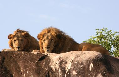 Lounging Lions