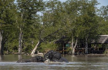 Elephants taking a dip in the waterhole infront fo Hyena Pan