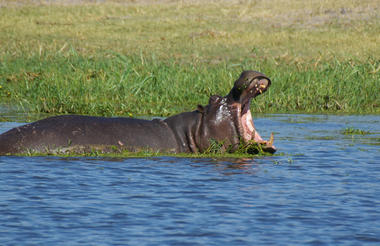 Hippopotamus