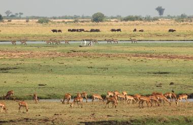 Chobe Game Viewing