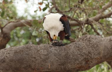 Chobe Game Viewing