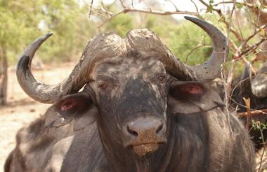 Chobe Game Viewing