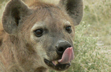 Nxai Pan Game Viewing