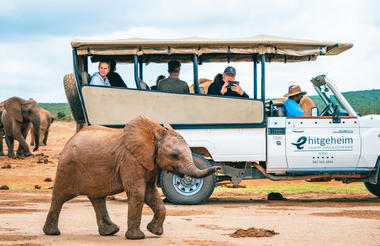 Addo Elephant Park Game Drive