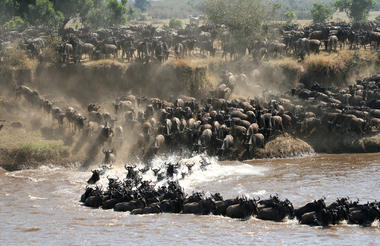 The Great Migration