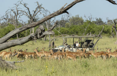 Game Drive Sango Safari Camp