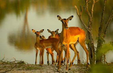 Impala on the Lookout near Selinda Explorers Camp