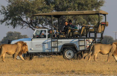 Male lions Butch and Nqwele