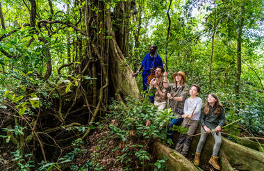 Rainforest