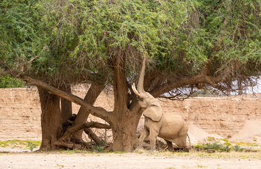 Wilderness Hoanib Skeleton Coast Camp