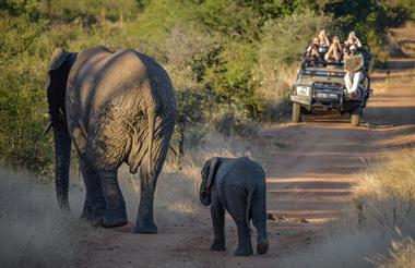 Elephants with safari vehicle at Khaya Ndlovu