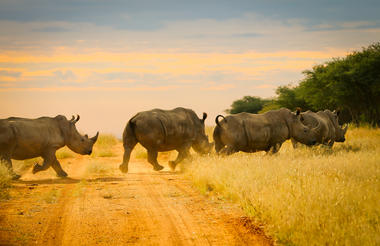 Activities - Rhinos